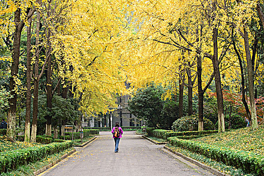深秋的南京大学