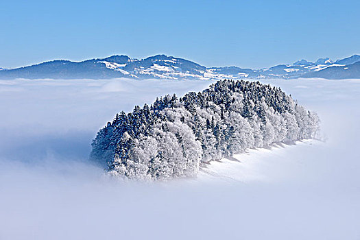 树林,白霜,瑞士