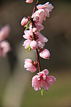 碧桃,千叶桃花,桃花