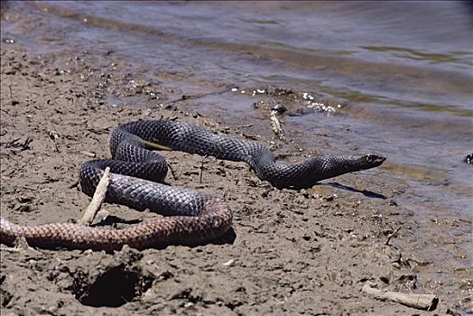 蛇,喝,索诺拉沙漠,北美