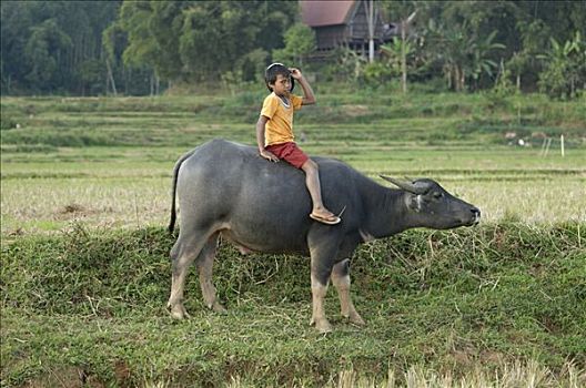 印度尼西亚,小男孩,水牛
