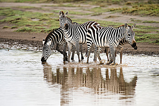 普通,斑马,马,穿过,河流,反射,靠近,恩戈罗恩戈罗火山口,保护区,坦桑尼亚