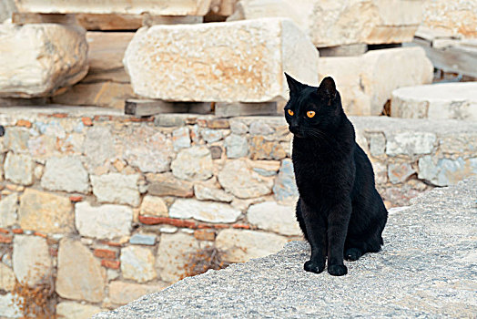 黑猫,雅典,卫城,希腊