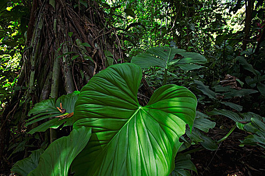 蔓绿绒属,低地,雨林,博卡斯德尔托罗,巴拿马