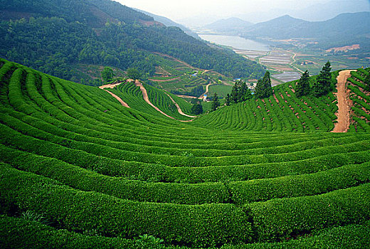 阶梯状,山坡