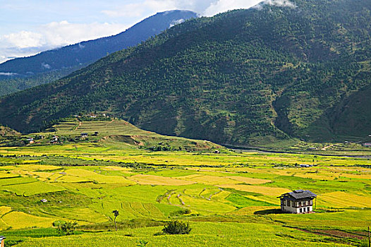 不丹,廷布,风景,麦田,乡村,房子