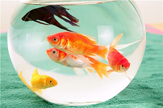鱼,圆,玻璃碗,红色,鲤鱼,绿色背景,宠物