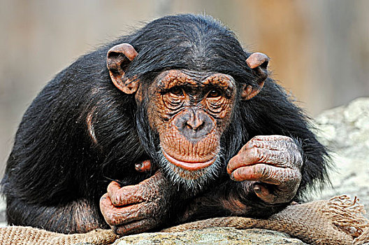 黑猩猩,类人猿,幼小,非洲,物种,俘获,德国,欧洲