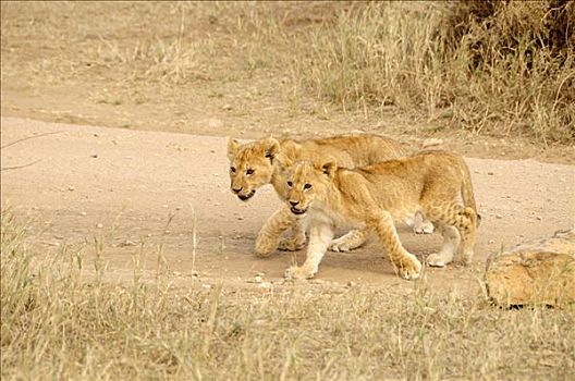 两个,年轻,狮子,塞伦盖蒂国家公园,坦桑尼亚,非洲