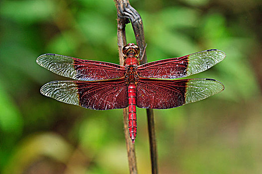 蜻蜓,檀中埠廷国立公园,婆罗洲,印度尼西亚