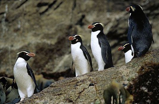 企鹅,五个,站立,岸边,新西兰