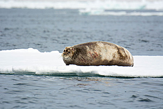挪威,斯瓦尔巴特群岛,斯匹次卑尔根岛,髯海豹,休息,浮冰