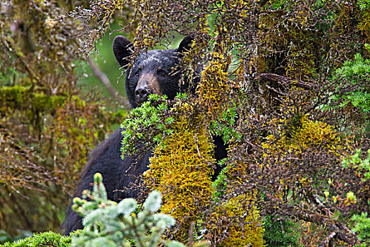 黑熊,偷窥,树,威廉王子湾,阿拉斯加,夏天