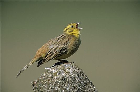 金翼啄木鸟,黄鹀,唱,欧洲
