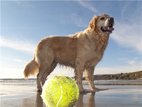 狗,享受,海滩,网球,湾,康沃尔,英国