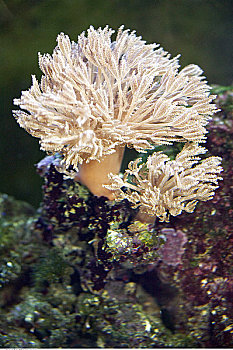 生物群,珊瑚