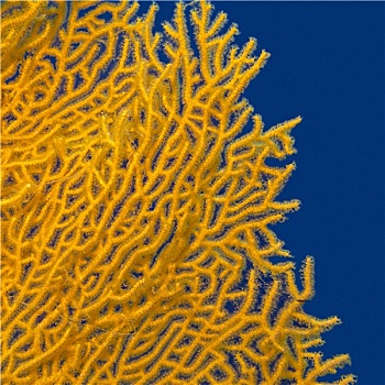 柳珊瑚目,背景,深海,水下