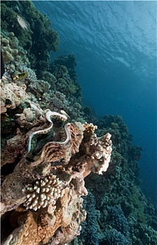 巨蛤,热带,水下生物,红海