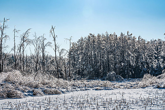 中国长春净月潭国家森林公园冬季雪景