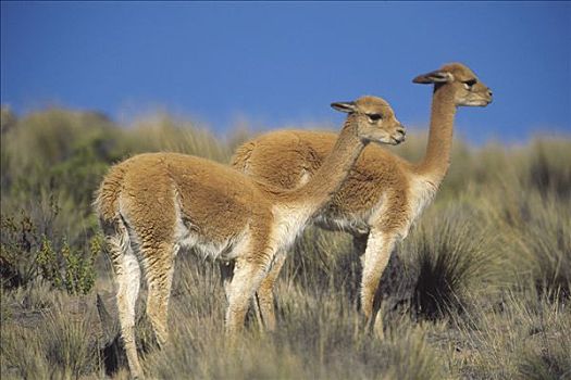 小羊驼,一对,野生,安第斯,毛织品,自然保护区,秘鲁