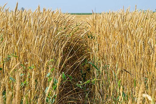 成熟,小麦,地点,小穗,丰收,谷物