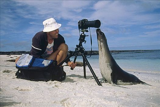 摄影师,好奇,加拉帕戈斯,海狮,加拉帕戈斯海狮,岛屿,加拉帕戈斯群岛,厄瓜多尔