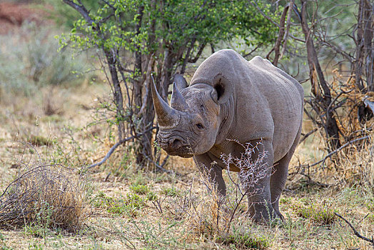 黑犀牛,干燥,自然保护区,纳米比亚,非洲