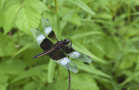 雄性,鳏寡,蜻蜓,靠近,安大略省,加拿大