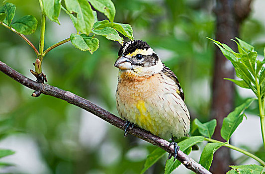 雌性,红嘴鸥,灌木,阿斯托里亚,俄勒冈,美国