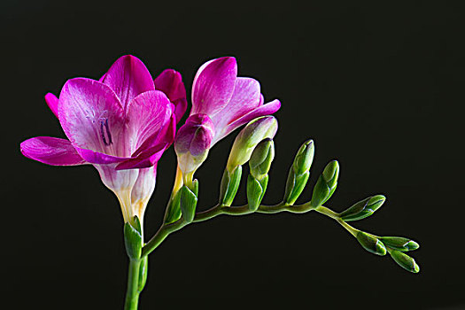 小苍兰属植物,花