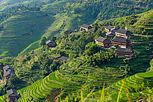 乡村,房子,稻米梯田,山,龙胜,广西,中国,大幅,尺寸