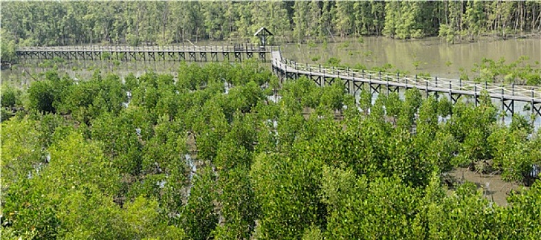 木桥,红树林,树林