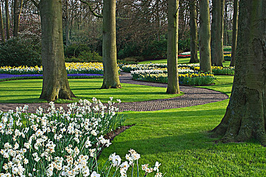 荷兰,盛开,花,树,围绕,弯曲,人行道,库肯霍夫花园