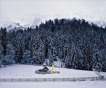 小教堂,圣诞树,靠近,上巴伐利亚,巴伐利亚,德国,欧洲