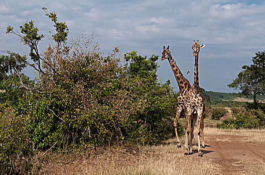马赛长颈鹿,长颈鹿,马赛马拉,肯尼亚,非洲