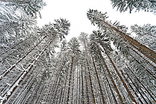 积雪,树,仰视,巴伐利亚森林国家公园,巴伐利亚,德国