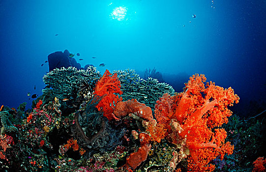 彩色,珊瑚礁,科莫多国家公园,印度洋,印度尼西亚