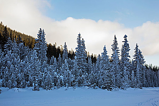 积雪,常青树,湖,日光,云,蓝天,艾伯塔省,加拿大
