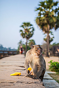小吴哥内的猴子柬埔寨暹粒吴哥