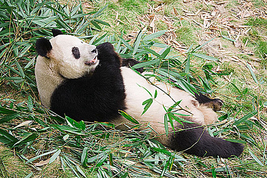大熊猫,叶子,成都,熊猫,饲养,四川,中国