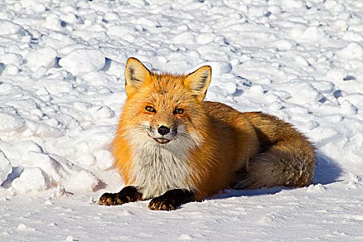 红狐,狐属,冬天,爱德华王子岛,国家公园,加拿大