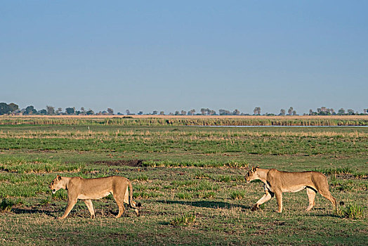 雌狮,狮子,两个,雌性,跑,草地,乔贝国家公园,乔贝,地区,博茨瓦纳,非洲