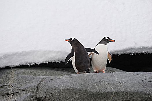 巴布亚企鹅,一对,岩石上,南极