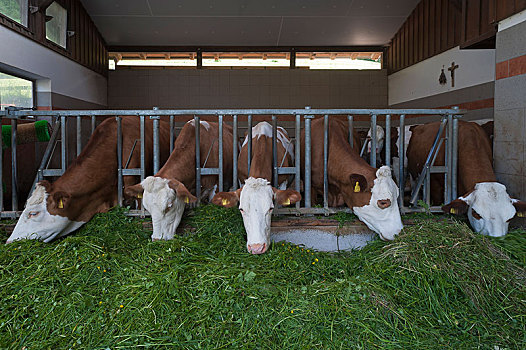 乳业,母牛,训练,畜栏,吃草,上巴伐利亚,德国,欧洲