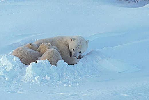 极地,熊,幼兽,休息