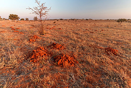 卡拉哈里沙漠,区域,纳米比亚,非洲
