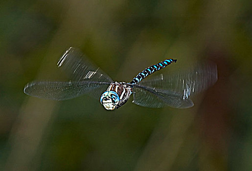 尾巴,绿蜻蜓,湿地,加拿大