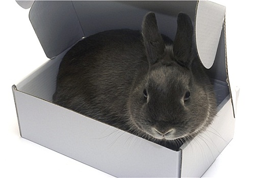 头像,兔子,盒子