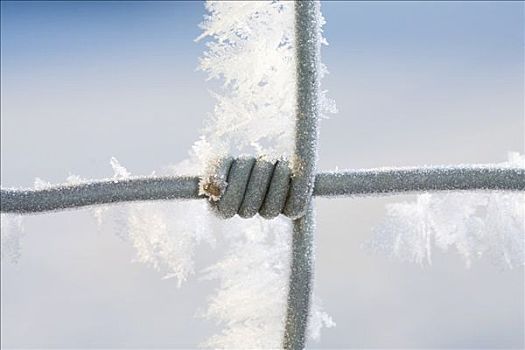 白霜,花园栅栏