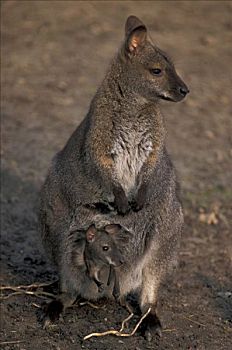 红颈袋鼠,幼兽,育儿袋,澳大利亚